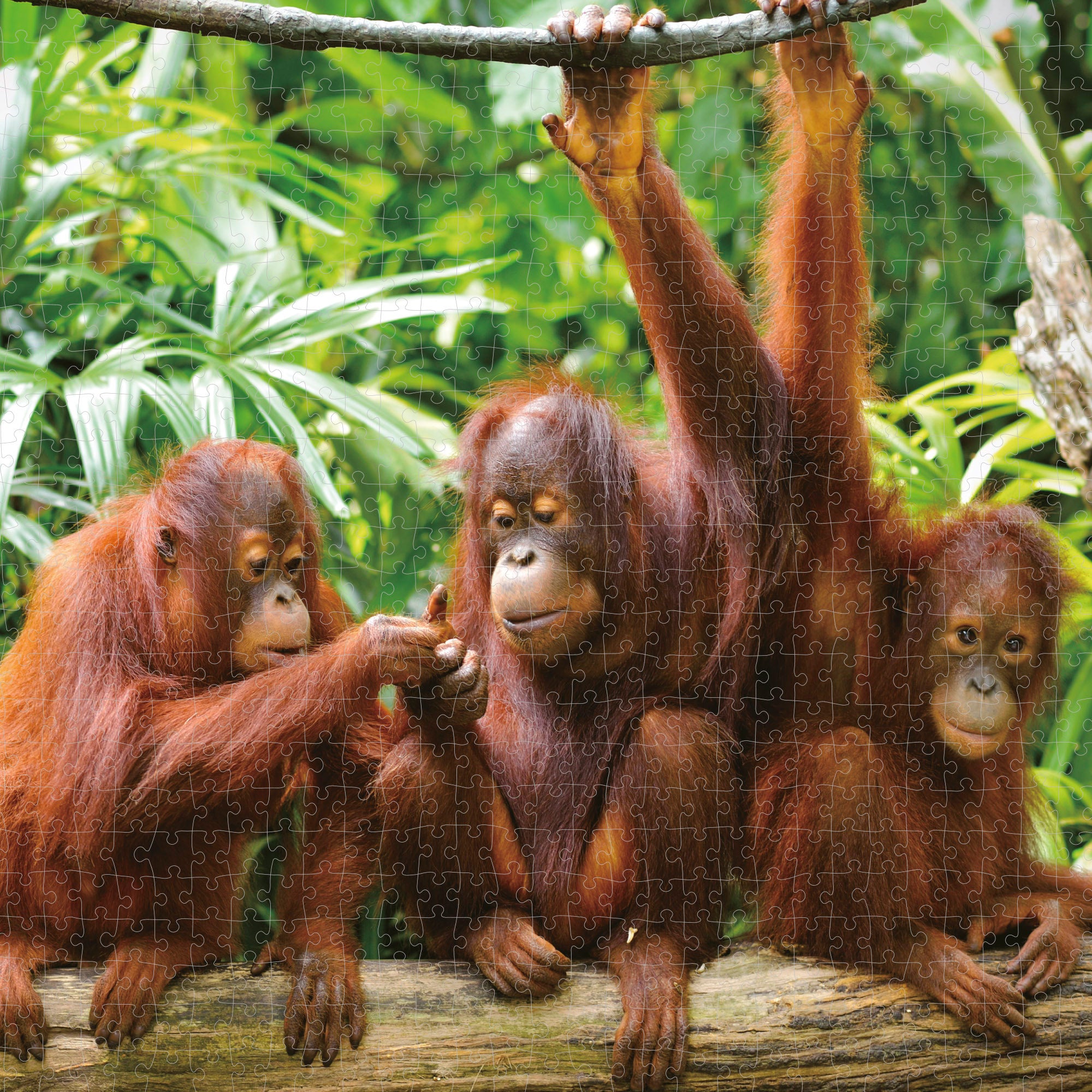 Puzzle infantil orangutanes 1000 piezas CB Toys